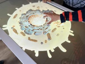 Anatomage Science Table © Anatomage