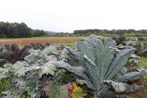 A patch of green kale growing in the Clemson Student Organic Farm