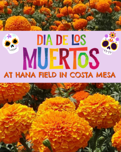 Photo of a field of marigolds with a colorful test and graphic overlay reading "Dia de los Muertos at Hana Field in Costa Mesa" along with a female sugar skull graphic on the right and a male sugar skull graphic on the left.