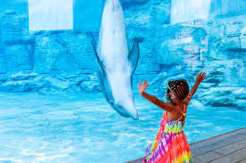 Clearwater Marine Aquarium and TOOTRiS Child Care Benefits