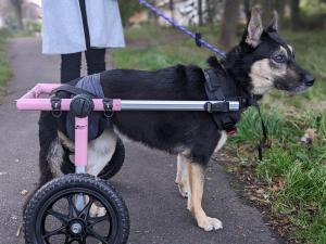 Iraq to the UK: A Disabled Dog’s Journey to Safety