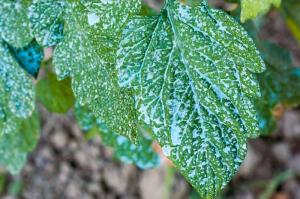 Copper Fungicides Market Trend