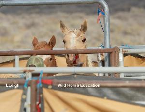 Injury after transport from trap to holding