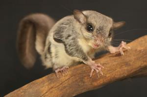 Flying squirrel with black background