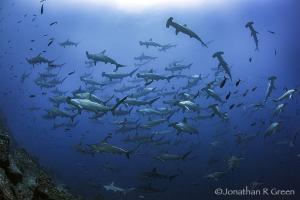 Watching a school of hammerhead sharks passing by in Darwin's Arch, Galapagos
