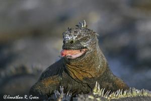 Iconic and endemic marine iguana on the most pristine island of Fernandina, Galapagos with open mouth
