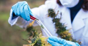 Cannabis Testing Market