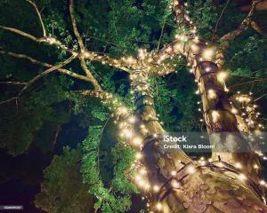 CELEBRATION IN THE OAKS: A SEASONAL SPECTACLE OF LIGHTS AND FESTIVITY