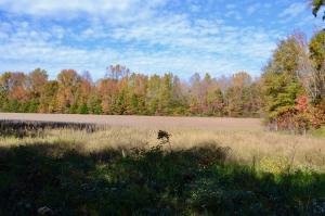  online auction of 183 +/- acres of timber and tillable land on Partlow Road and Duerson Lane in Spotsylvania County, VA