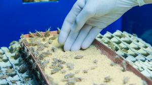 Cricket Farming Market