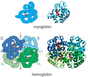 Myoglobin Market Size
