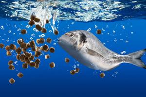 Aquafeed Market Outlook