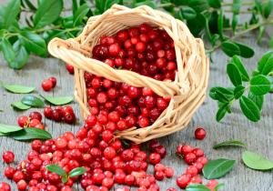 Red Berries Market Insights