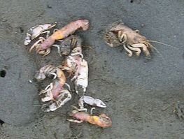 We are discovering biologicals solutions to control burrowing shrimp in oyster beds