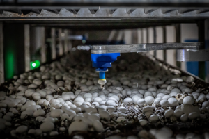 TechBrew Robotics secures .5M financing to revolutionize the mushroom industry, rebrands as 4AG Robotics