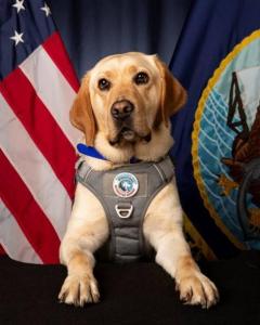 American Legion Auxiliary Partners with Girl Scouts and ShipThrifty to Support Deployed Service Members and Service Dogs