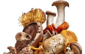Medicinal Mushroom Market