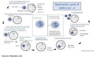 Replication Cycle of SARS CoV-2, Source Nano-Biz LLC
