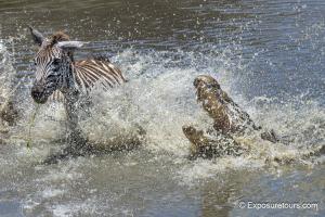 Crocodile vs Zebra first attack