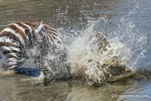 Crocodile attacks a Zebra for a second time and almost gets one