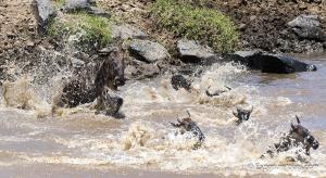 Wildebeests leaping to cross the Mara River, Kenya