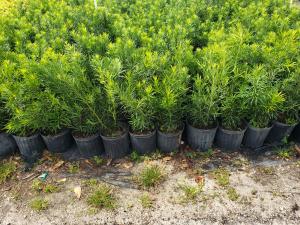 Cuenta Conmigo Nursery Introduces new range of  Podocarpus