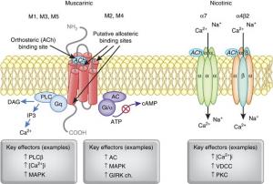 Muscarinic Acetylcholine Receptor Market Size