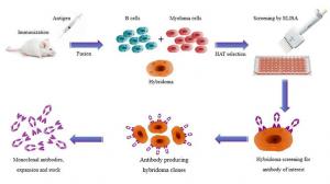 Antibody Production Market