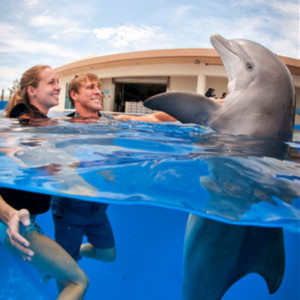 swim-with-dolphins-in-florida