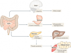 Charting Excellence: DPP-4 Inhibitors Market’s Strategic Growth Vision (2023-2032)