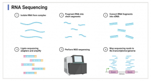 RNA Sequencing Market Top Growth Companies, Global Growth, Size, Trends, Industry Analysis, Key Players by 2032