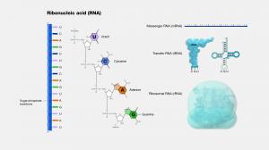 Ribonucleic Acid (RNA) Markers Market