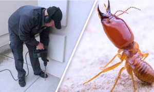 Termite Control Market Analysis