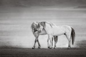 Desert Grays. Two wild stallions of the Great Basin Desert of Utah.