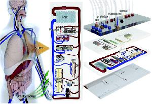 Organ on a Chip