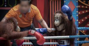New Investigation Reveals Shocking Conditions for Orangutans at Thai Zoos