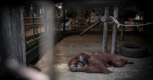 Orangutan lying on concrete in enclosure