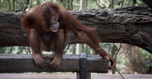 Orangutan chained at Thai Zoo