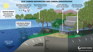 Blue Carbon Restoration and Carbon Sequestration