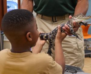 Valuable partnerships, like SR1's collaboration with the Museum of Natural Science, expand students' perspectives and exposure through hands-on lessons, as shown with a student interacting with a small alligator.