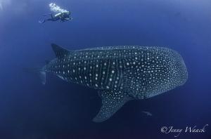 A Whale Shark swims in the deep blue as a diver swims above taking photographs