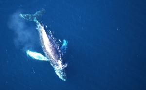 Whale in ocean