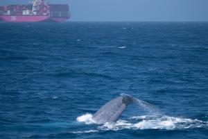 The tail of a whale with a large container ship behind it.