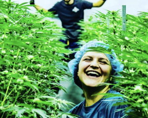 Best weed dispensary in Fall River