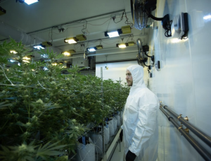 Massachusetts weed dispensary