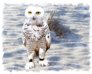 Ookpik the baby snowy owl at six weeks old.
