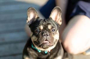 Small bulldog with a person crouching in the background.