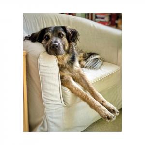 Picture of a black and tan dog sitting in a chair with outstretched legs. Caption reads: Henry Blue, artist OTATPDX rescue dog, resident canine at Maple Reach Farm