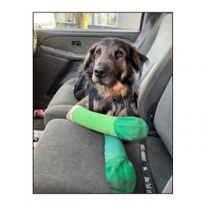 Picure of a black and tan dog with green casts on both front legs. Caption: Henry Blue, formerly known as Blue Valentine,  was a stray with two badly broken front legs that required multiple surgeries. Today, thanks to OTATPDX, he's a happy, healthy canin