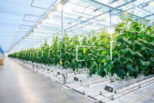 Commercial Greenhouse Market